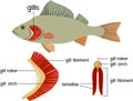 Structure of Fish gills . Educational material with for biology lesson Royalty Free Stock Photo